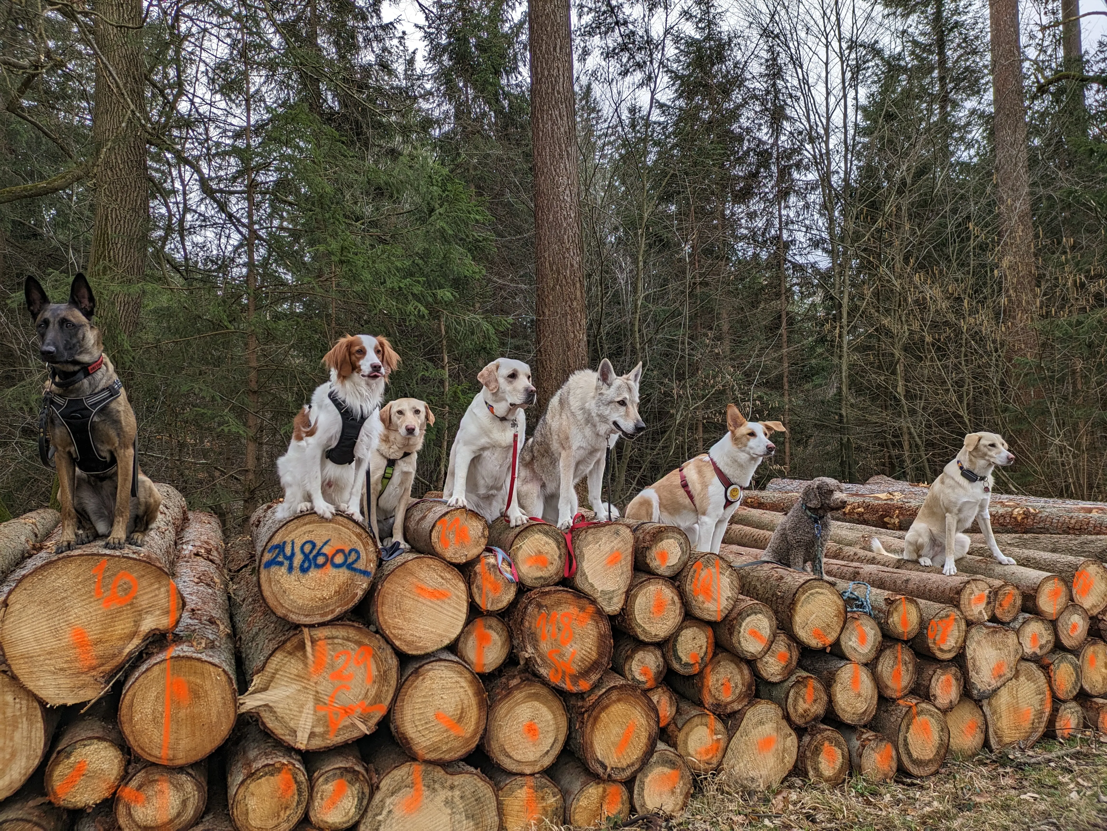 Referenzbild der Hundeschule Häfele