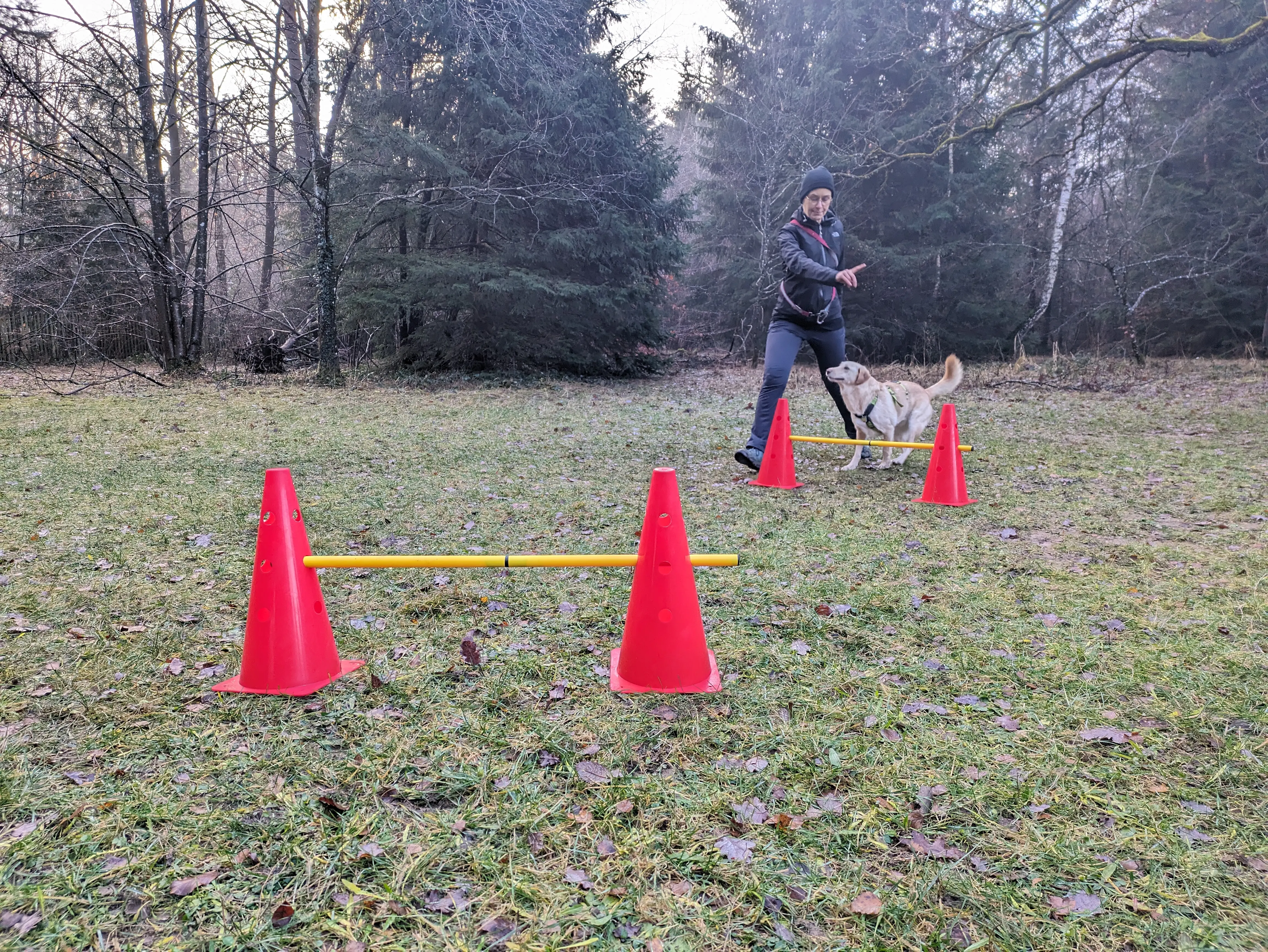 Referenzbild der Hundeschule Häfele